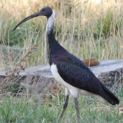 Threskiornis spinicollis (Straw-necked Ibis) at Fyshwick, ACT - 9 May 2018 by michaelb