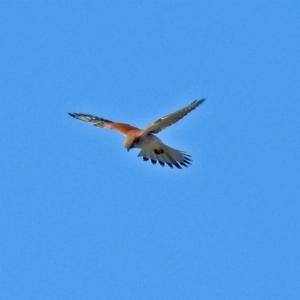 Falco cenchroides at Fyshwick Sewerage Treatment Plant - 20 May 2018