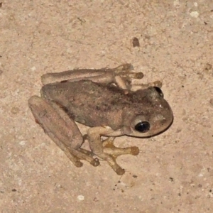 Litoria peronii at Hawker, ACT - 1 Dec 2017 11:17 PM