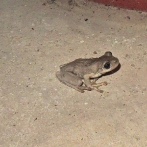 Litoria peronii at Hawker, ACT - 1 Dec 2017 11:17 PM