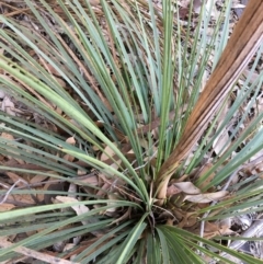 Xanthorrhoea sp. at Bawley Point, NSW - suppressed