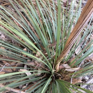 Xanthorrhoea sp. at Bawley Point, NSW - suppressed