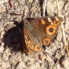 Junonia villida (Meadow Argus) at Rendezvous Creek, ACT - 20 May 2018 by KMcCue