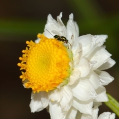 Torymidae (family) (Torymid wasp) at ANBG - 3 Dec 2017 by TimL