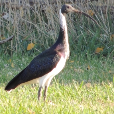 Threskiornis spinicollis (Straw-necked Ibis) at Lake Tuggeranong - 15 May 2018 by michaelb