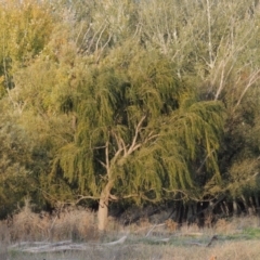 Salix babylonica (Weeping Willow) at Campbell, ACT - 9 May 2018 by MichaelBedingfield