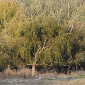Salix babylonica at Campbell, ACT - 9 May 2018