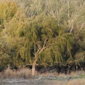 Salix babylonica at Campbell, ACT - 9 May 2018 06:37 PM