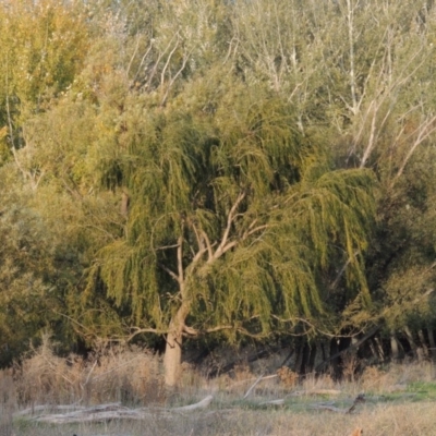 Salix babylonica (Weeping Willow) at Campbell, ACT - 9 May 2018 by MichaelBedingfield