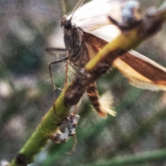 Philobota diaereta (A concealer moth) at Googong, NSW - 20 May 2018 by Wandiyali
