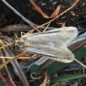 Philobota diaereta at Googong, NSW - 21 May 2018