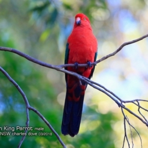 Alisterus scapularis at Burrill Lake Aboriginal Cave Walking Track - 6 Mar 2018 12:00 AM