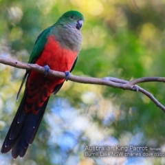 Alisterus scapularis at Burrill Lake Aboriginal Cave Walking Track - 6 Mar 2018