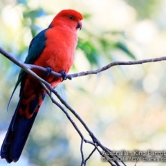 Alisterus scapularis at Burrill Lake Aboriginal Cave Walking Track - 6 Mar 2018