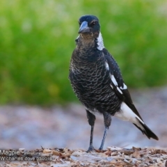Gymnorhina tibicen (Australian Magpie) at Undefined - 7 Mar 2018 by CharlesDove