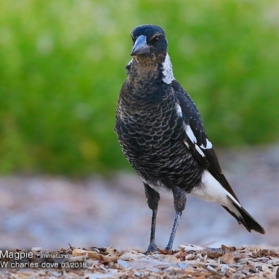 Gymnorhina tibicen (Australian Magpie) at Undefined - 6 Mar 2018 by Charles Dove