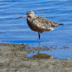 Limosa lapponica (Bar-tailed Godwit) at Undefined - 8 May 2018 by Charles Dove