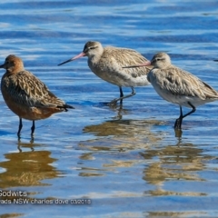 Limosa lapponica at undefined - 9 May 2018