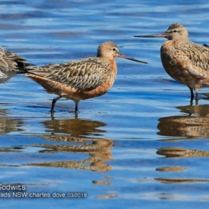 Limosa lapponica at undefined - 9 May 2018