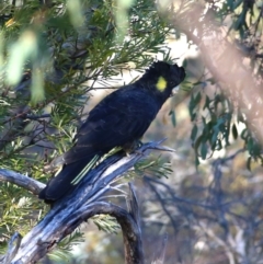 Zanda funerea (Yellow-tailed Black-Cockatoo) at Googong, NSW - 19 May 2018 by Wandiyali