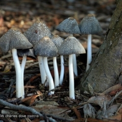 Unidentified at Mollymook, NSW - 7 Mar 2018 by CharlesDove