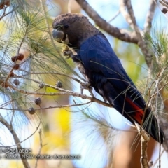 Calyptorhynchus lathami lathami (Glossy Black-Cockatoo) at Triplarina Nature Reserve - 6 Mar 2018 by CharlesDove