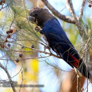 Calyptorhynchus lathami lathami at Triplarina Nature Reserve - 6 Mar 2018