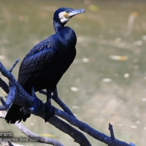 Phalacrocorax carbo at undefined - 9 Mar 2018 12:00 AM