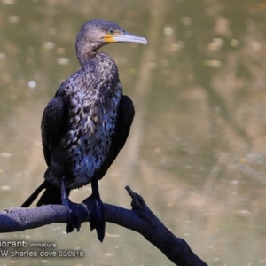 Phalacrocorax carbo at undefined - 9 Mar 2018 12:00 AM