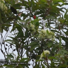 Parvipsitta pusilla (Little Lorikeet) at Morton National Park - 4 Mar 2018 by CharlesDove