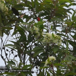 Parvipsitta pusilla at Morton National Park - 4 Mar 2018