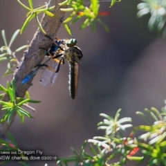 Laphria sp. (Robber fly) at Undefined - 10 Mar 2018 by CharlesDove