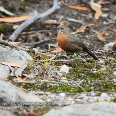 Origma solitaria (Rockwarbler) at Morton National Park - 6 Mar 2018 by Charles Dove