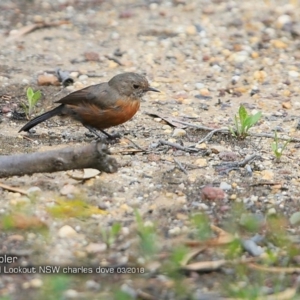 Origma solitaria at Morton National Park - suppressed