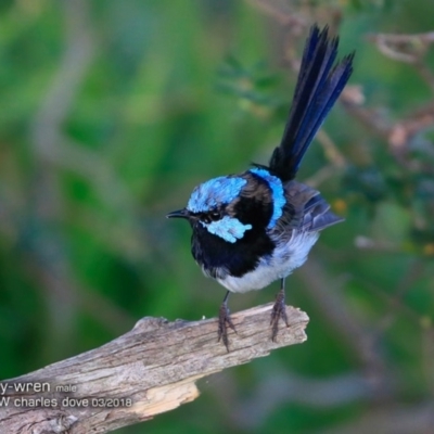Malurus cyaneus (Superb Fairywren) at Undefined - 9 Mar 2018 by Charles Dove