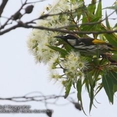 Phylidonyris niger (White-cheeked Honeyeater) at Morton National Park - 6 Mar 2018 by Charles Dove
