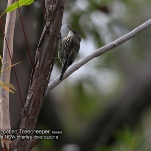 Cormobates leucophaea at Morton National Park - 7 Mar 2018 12:00 AM