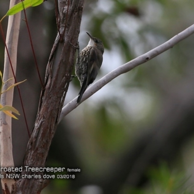 Cormobates leucophaea (White-throated Treecreeper) at Morton National Park - 6 Mar 2018 by Charles Dove