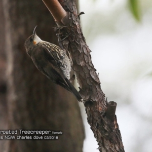 Cormobates leucophaea at Morton National Park - 7 Mar 2018 12:00 AM