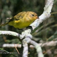 Acanthiza nana (Yellow Thornbill) at Undefined - 9 Mar 2018 by Charles Dove