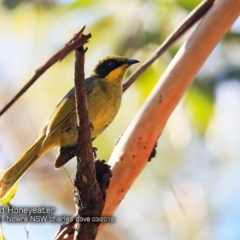 Lichenostomus melanops (Yellow-tufted Honeyeater) at Undefined - 9 Mar 2018 by CharlesDove