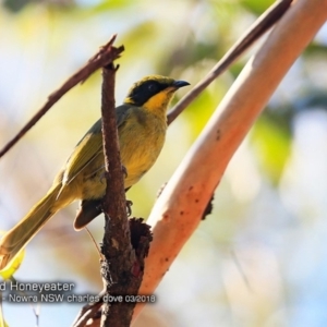 Lichenostomus melanops at undefined - 9 Mar 2018