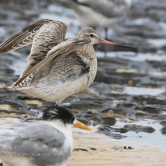 Limosa lapponica (Bar-tailed Godwit) at Wairo Beach and Dolphin Point - 12 Mar 2018 by CharlesDove