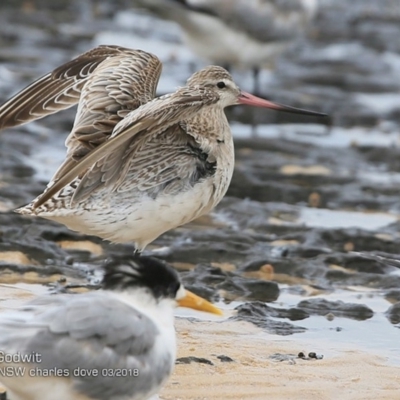 Limosa lapponica (Bar-tailed Godwit) at Dolphin Point, NSW - 12 Mar 2018 by CharlesDove