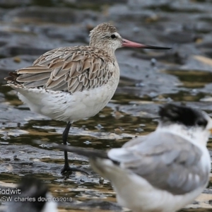 Limosa lapponica at Dolphin Point, NSW - 12 Mar 2018 12:00 AM