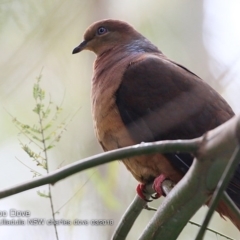 Macropygia phasianella (Brown Cuckoo-dove) at Ulladulla - Millards Creek - 10 Mar 2018 by Charles Dove