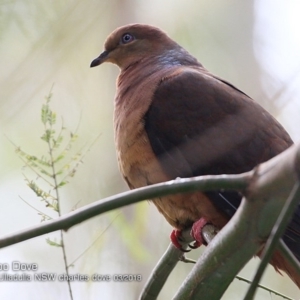 Macropygia phasianella at Ulladulla, NSW - 11 Mar 2018