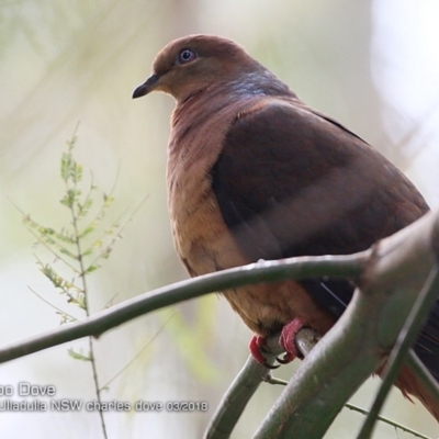 Macropygia phasianella (Brown Cuckoo-dove) at Ulladulla - Millards Creek - 10 Mar 2018 by Charles Dove