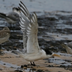 Thalasseus bergii (Crested Tern) at Dolphin Point, NSW - 10 Mar 2018 by Charles Dove