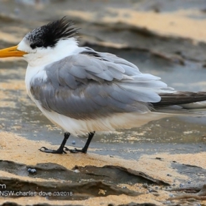 Thalasseus bergii at Dolphin Point, NSW - 11 Mar 2018 12:00 AM